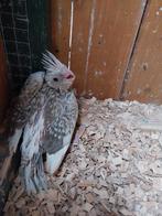 Te koop jonge valkparkieten, Dieren en Toebehoren, Vogels | Parkieten en Papegaaien, Geslacht onbekend, Parkiet, Tam