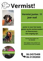 Vermist hond, teckel, omgeving Heerenveen, Dieren en Toebehoren, Vermiste en Gevonden Dieren, Hond