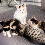 Mooie kittens half britse korthaar, Dieren en Toebehoren, Katten en Kittens | Raskatten | Korthaar, Meerdere dieren