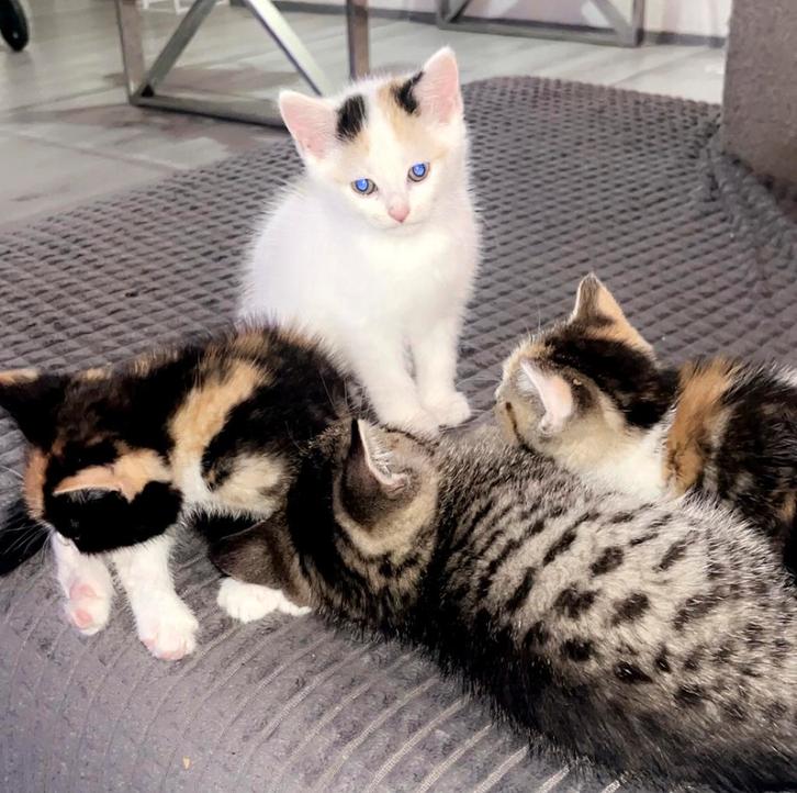 Mooie kittens half britse korthaar, Dieren en Toebehoren, Katten en Kittens | Raskatten | Korthaar, Meerdere dieren
