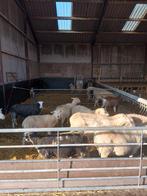 Schapen tekoop, Vrouwelijk, Schaap