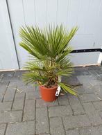 Palmboom, Ophalen