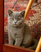 Britse Korthaar kittens – 13 weken oud, Dieren en Toebehoren, Katten en Kittens | Raskatten | Korthaar, Meerdere dieren, Ontwormd