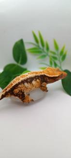 PROVEN black base Tricolor Emptyback wimpergekko vrouw, Dieren en Toebehoren, Hagedis, Tam, 0 tot 2 jaar