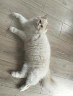 Britse langhaar kater, Dieren en Toebehoren, Kater