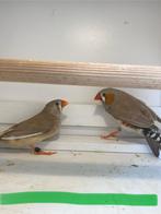 3x Zebravinken €12,-, Dieren en Toebehoren, Vogels | Overige Vogels, Meerdere dieren, Tropenvogel