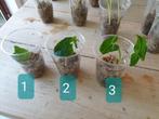 Syngonium green stek geworteld, Ophalen of Verzenden, Overige soorten, Minder dan 100 cm