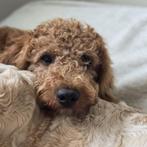 Labradoodle Multigen Pups puppy jonge hond Doodle Labrador, Rabiës (hondsdolheid), 15 weken tot 1 jaar, Overige rassen, Meerdere