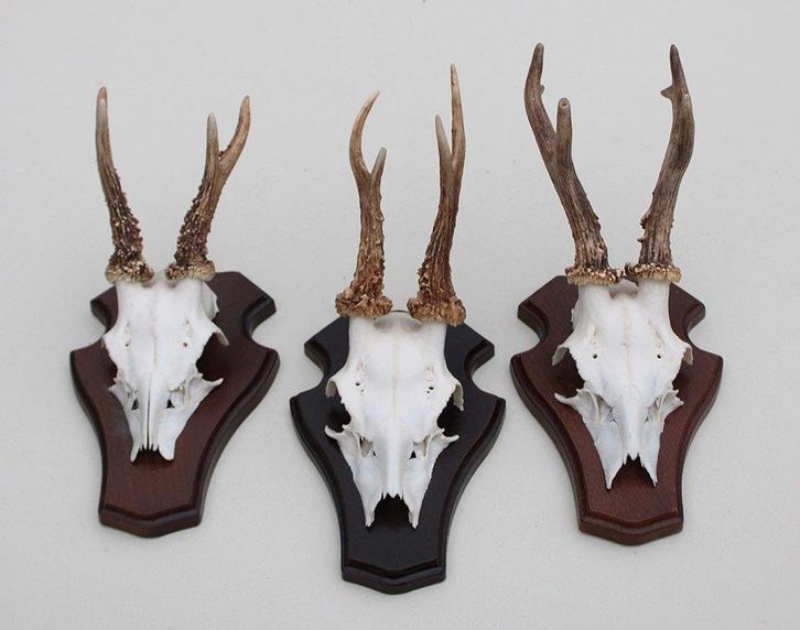 3 x Engels REE GEWEI op houten schild  - met kaakdeeltjes, Verzamelen, Dierenverzamelingen, Gebruikt, Gewei of Kop, Hert, Ophalen of Verzenden