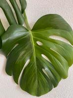 Monstera Green on Green variegata large form, Overige soorten, Minder dan 100 cm, Ophalen of Verzenden, Halfschaduw