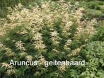 Aruncus / geitenbaard - vaste plant, Halfschaduw, Zomer, Vaste plant, Overige soorten