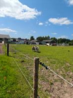 Shetlander gezocht/ stalling aangeboden, Dieren en Toebehoren, Stalling en Weidegang