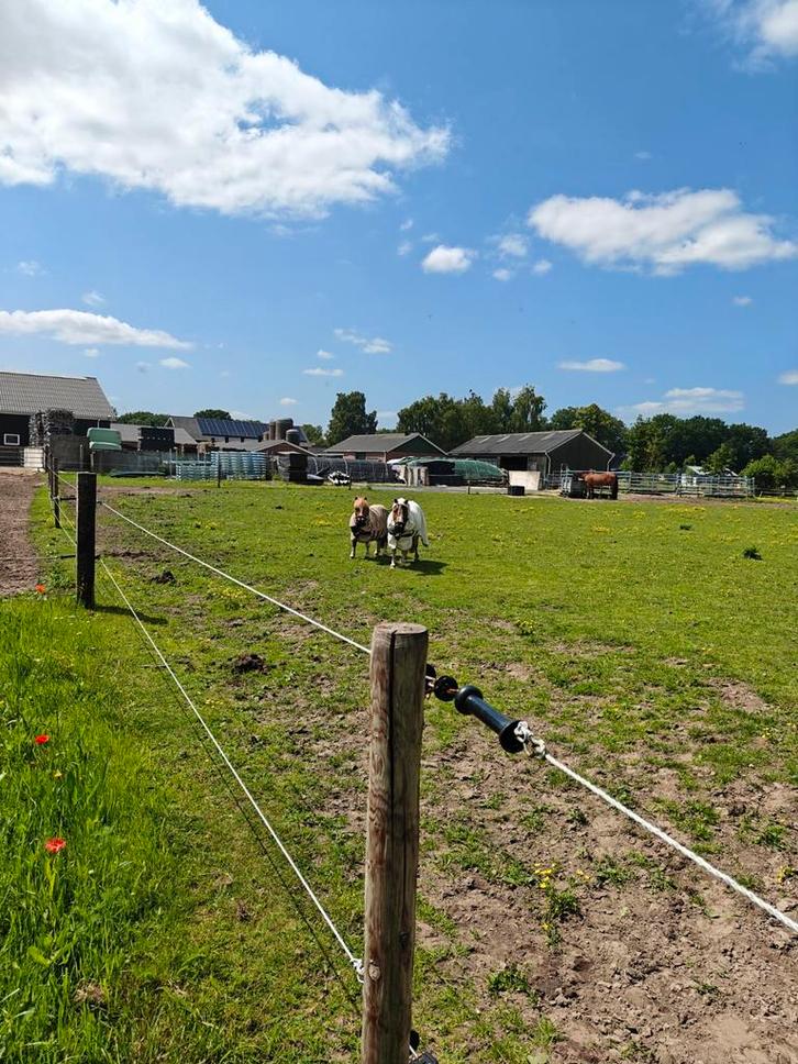 Shetlander gezocht/ stalling aangeboden, Dieren en Toebehoren, Stalling en Weidegang