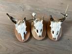 Drie geweitjes damhert gewei damspitsers landelijk brocante, Verzamelen, Dierenverzamelingen, Ophalen of Verzenden, Hert, Gewei of Kop