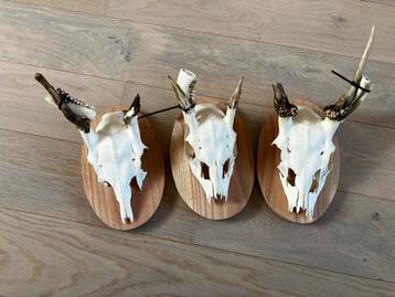 Drie geweitjes damhert gewei damspitsers landelijk brocante beschikbaar voor biedingen