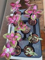 Siernetel Coleus, Ophalen of Verzenden, Volle zon, Minder dan 100 cm