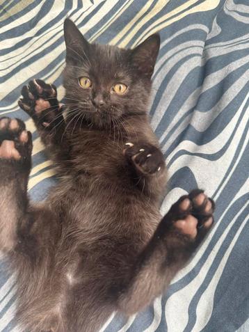 Britsekorthaar kitten beschikbaar voor biedingen