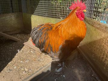 Heel mooie en lieve haan, 1 jaar oud en super voor de dames! beschikbaar voor biedingen