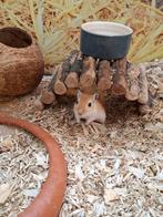 Hele leuke gerbil mannen, Dieren en Toebehoren, Knaagdieren, Juli, Mannelijk, Overige typen