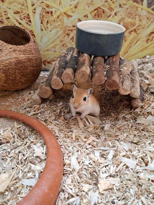 Hele leuke gerbil mannen, Dieren en Toebehoren, Knaagdieren, Mannelijk, Overige typen, Juli