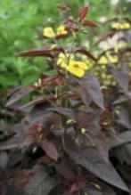 Lysimachia ciliata ‘Firecracker’ (wederik), Halfschaduw, Zomer, Vaste plant, Bodembedekkers