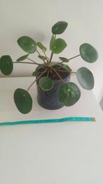 Pilea in pot, Ophalen, Overige soorten, In pot, Minder dan 100 cm