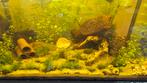 Div mooie plantjes voor aquarium, Dieren en Toebehoren, Vissen | Aquaria en Toebehoren, Ophalen, Gebruikt, Plant(en), Steen of Hout