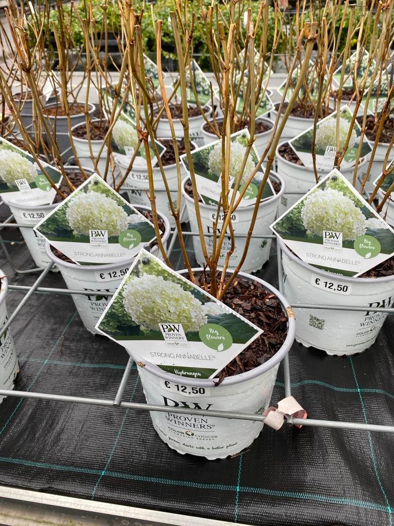 Hortensia 'Strong Annabelle' - Prachtige bloemen!, Tuin en Terras, Vaste plant, Halfschaduw, Zomer, Ophalen