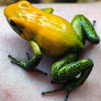 Phyllobates bicolor, Amerikaanse bloedlijn, Dieren en Toebehoren, Reptielen en Amfibieën, Amfibie, 0 tot 2 jaar