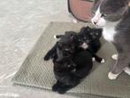 4 zwarte Kittens, Dieren en Toebehoren, Katten en Kittens | Raskatten | Korthaar