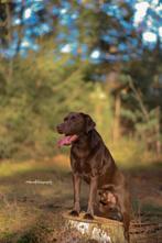 Prachtige bruine Labrador dekreu (HD ED vrij getest), Dieren en Toebehoren, Particulier, Rabiës (hondsdolheid), 1 tot 2 jaar, Reu