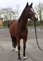 Mega brave 5 jarige merrie, Dieren en Toebehoren, Paarden, Merrie, B, Gechipt, Dressuurpaard