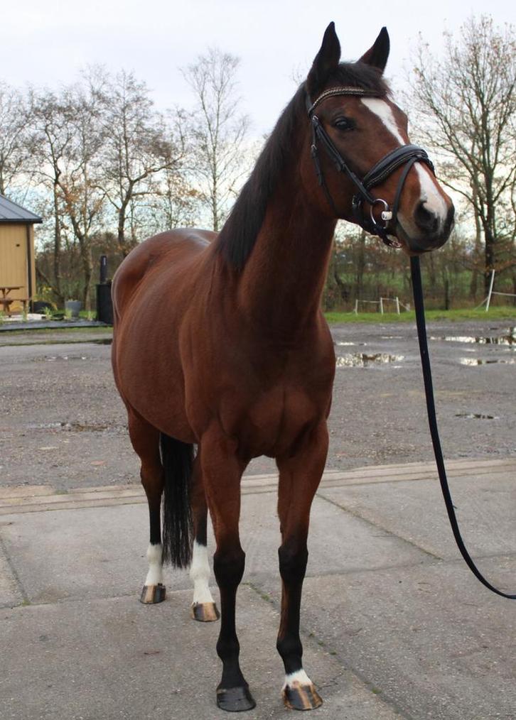 Mega brave 5 jarige merrie, Dieren en Toebehoren, Paarden, Merrie, B, 165 tot 170 cm, 3 tot 6 jaar, Dressuurpaard, Met stamboom