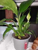 Lepelplant, Spathiphyllum, Ophalen, Overige soorten, Minder dan 100 cm