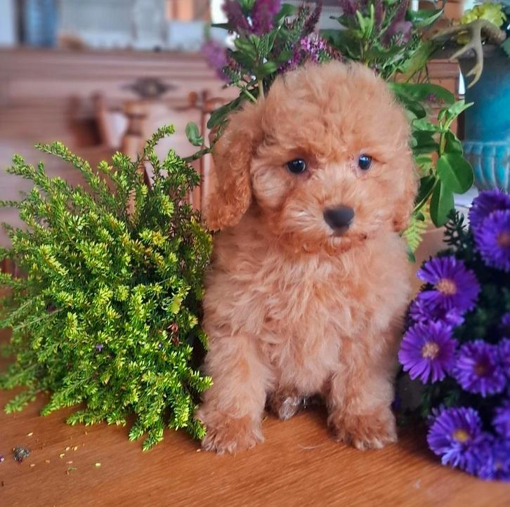 mooie speelse dwergpoedel pup teefje dwerg poedel, Dieren en Toebehoren, Honden | Chihuahua's en Gezelschapshonden, Meerdere dieren