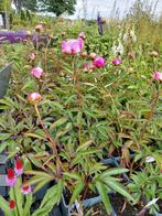 Pioenrozen roze € 4.50 ps, Ophalen, Zomer, Overige soorten, Volle zon