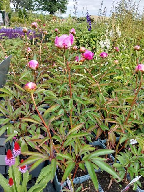 Pioenrozen roze € 4.50 ps, Tuin en Terras, Planten | Tuinplanten, Overige soorten, Volle zon, Zomer, Ophalen