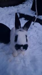 konijnen, Juli, Vrouwelijk