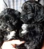Speelse maltipoo pups, Overige rassen, CDV (hondenziekte), 8 tot 15 weken, Meerdere