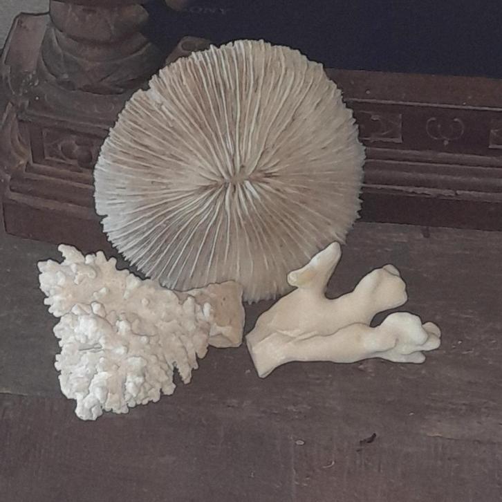 Aquarium inrichting, Dieren en Toebehoren, Vissen | Aquaria en Toebehoren, Zo goed als nieuw, Ophalen of Verzenden