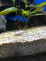 Albino Kersenbuik Cichliden Pelvicachromis Pulcher, Vis, Zoetwatervis