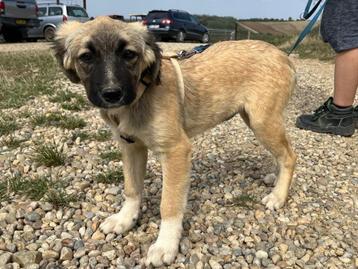 Jonge dame Luna, een prachtig, lief en vrolijk hondje beschikbaar voor biedingen