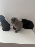 Britse korthaar kittens, Meerdere dieren, Met stamboom, 0 tot 2 jaar