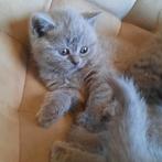 🐈‍⬛ | Raszuivere | Blauw Britse Korthaar | Kittens | 🐈‍⬛, Dieren en Toebehoren, Katten en Kittens | Raskatten | Korthaar, Meerdere dieren