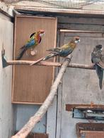 Rosella parkieten, Dieren en Toebehoren, Vogels | Parkieten en Papegaaien, Meerdere dieren, Parkiet, Geringd
