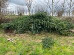 Bamboestokken met blad, variërende lengtes, Ophalen of Verzenden, Zo goed als nieuw