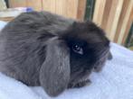 Mooie raszuivere jonge Dwerghangoortjes - Kleine konijntjes, Dieren en Toebehoren, Meerdere dieren, Dwerg, Hangoor, 0 tot 2 jaar