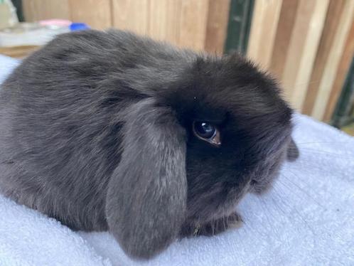 Mooie raszuivere jonge Dwerghangoortjes - Kleine konijntjes, Dieren en Toebehoren, Konijnen, Dwerg, Meerdere dieren, 0 tot 2 jaar