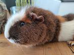 Cavia, beertje van 14 maand jong, incl kooi, Dieren en Toebehoren, Mannelijk, Cavia, Voor 1 juli 2024, Tam