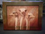schilderij met Struisvogels, Schilderij, Zo goed als nieuw, 50 tot 75 cm, 50 tot 75 cm